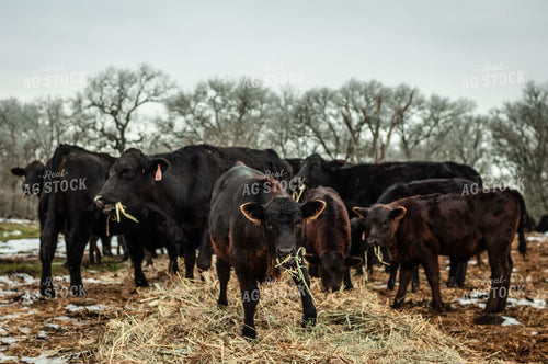 Cattle and Calves Eating Hay 59030