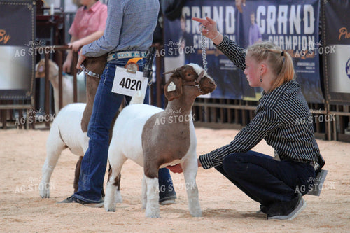 4H Goat Show 52012