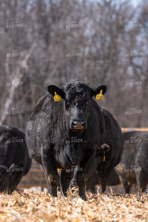 Angus Cattle on Cornstalks 68207