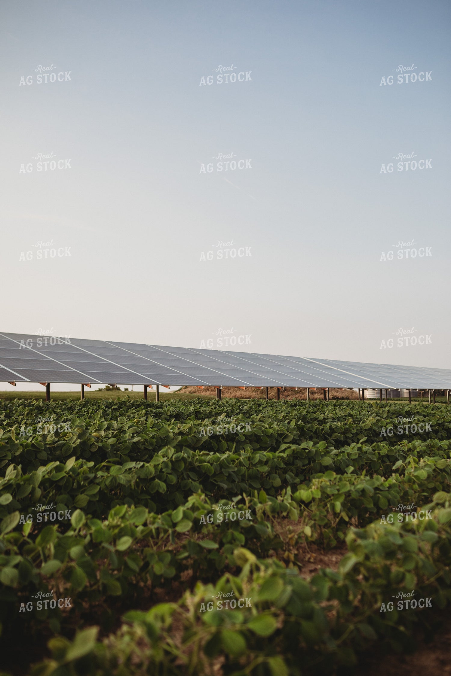 Soybean Field and Solar Panels 4616