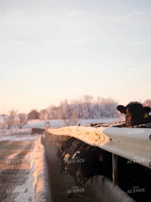 Cattle Eating Out of Trough 70148
