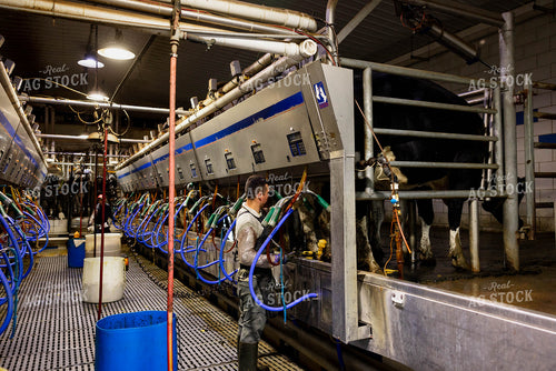 Farmer Milking Cows 152264