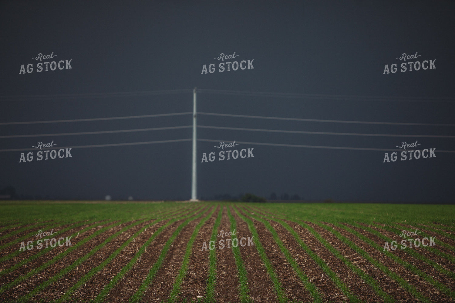 Corn Field with Dark Stormy Sky 5752
