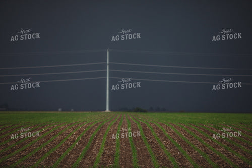 Corn Field with Dark Stormy Sky 5752