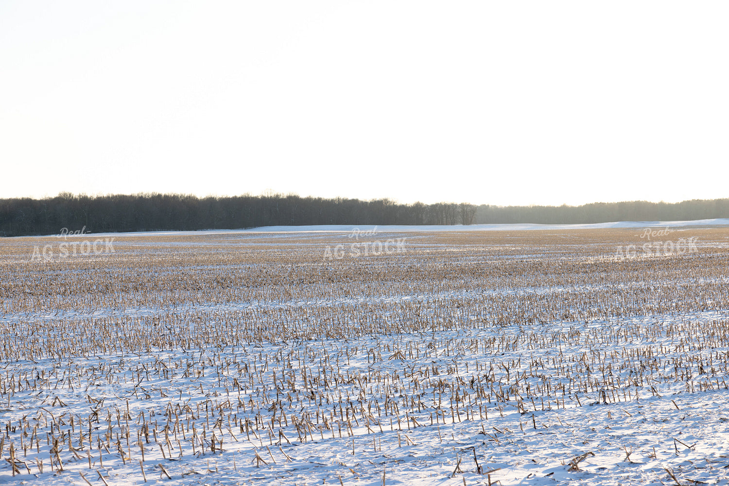 Snowy Corn Field 178091