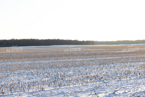 Snowy Corn Field 178091