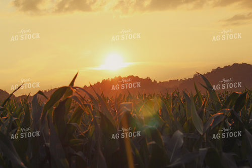 Mid-Season Corn at Sunrise 52035