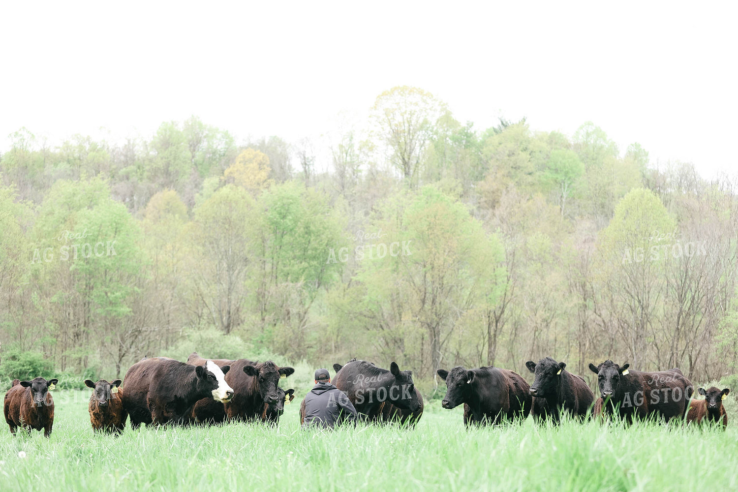 Farmer Checking Angus Cow Calf Pairs 230006