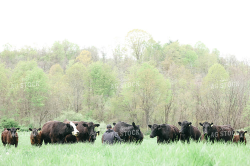 Farmer Checking Angus Cow Calf Pairs 230006