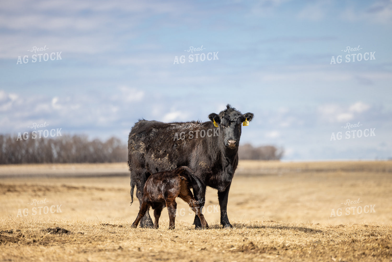 Angus Cow Calf Pair 72196