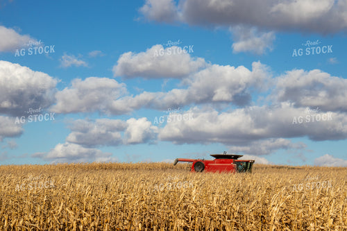 Corn Harvest 67042