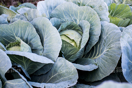 Cabbage 50156