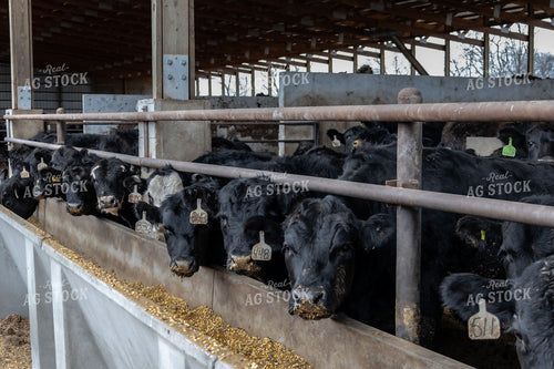 Cattle in Feedyard 108037