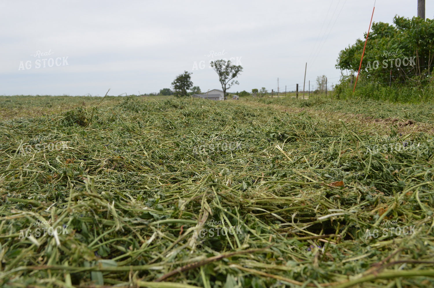 Cut Hay 206033