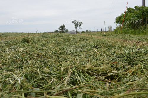 Cut Hay 206033