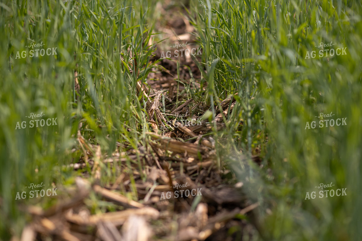 Cover Crop Field 76121