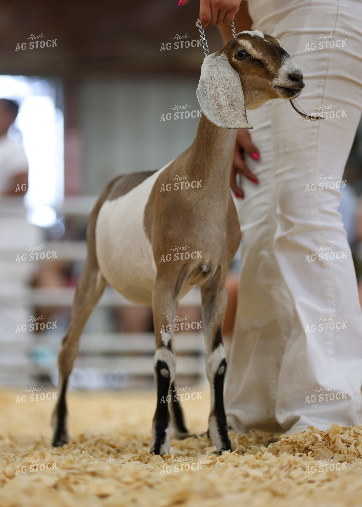 Showing Goats 160270