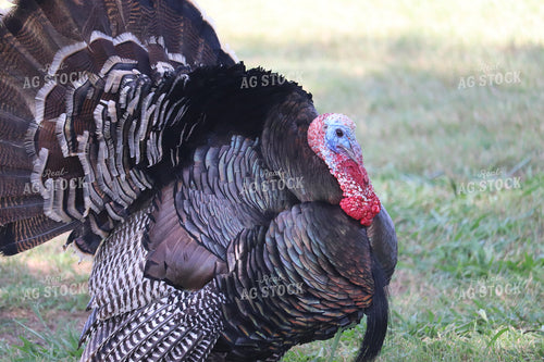 Turkey in Grassy Field 102024