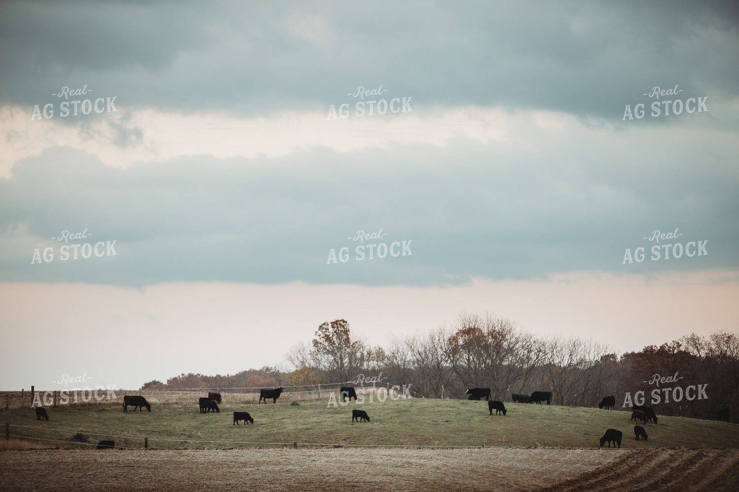 Cows in Pasture at Dusk 3640