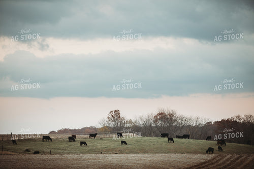 Cows in Pasture at Dusk 3640