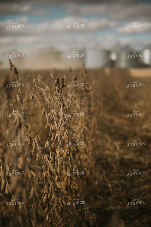 Dried Soybeans 6885