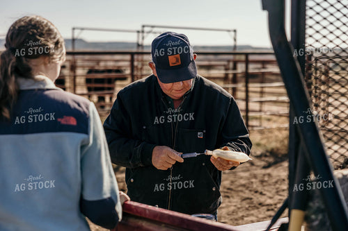 Vaccinating Cattle 98076