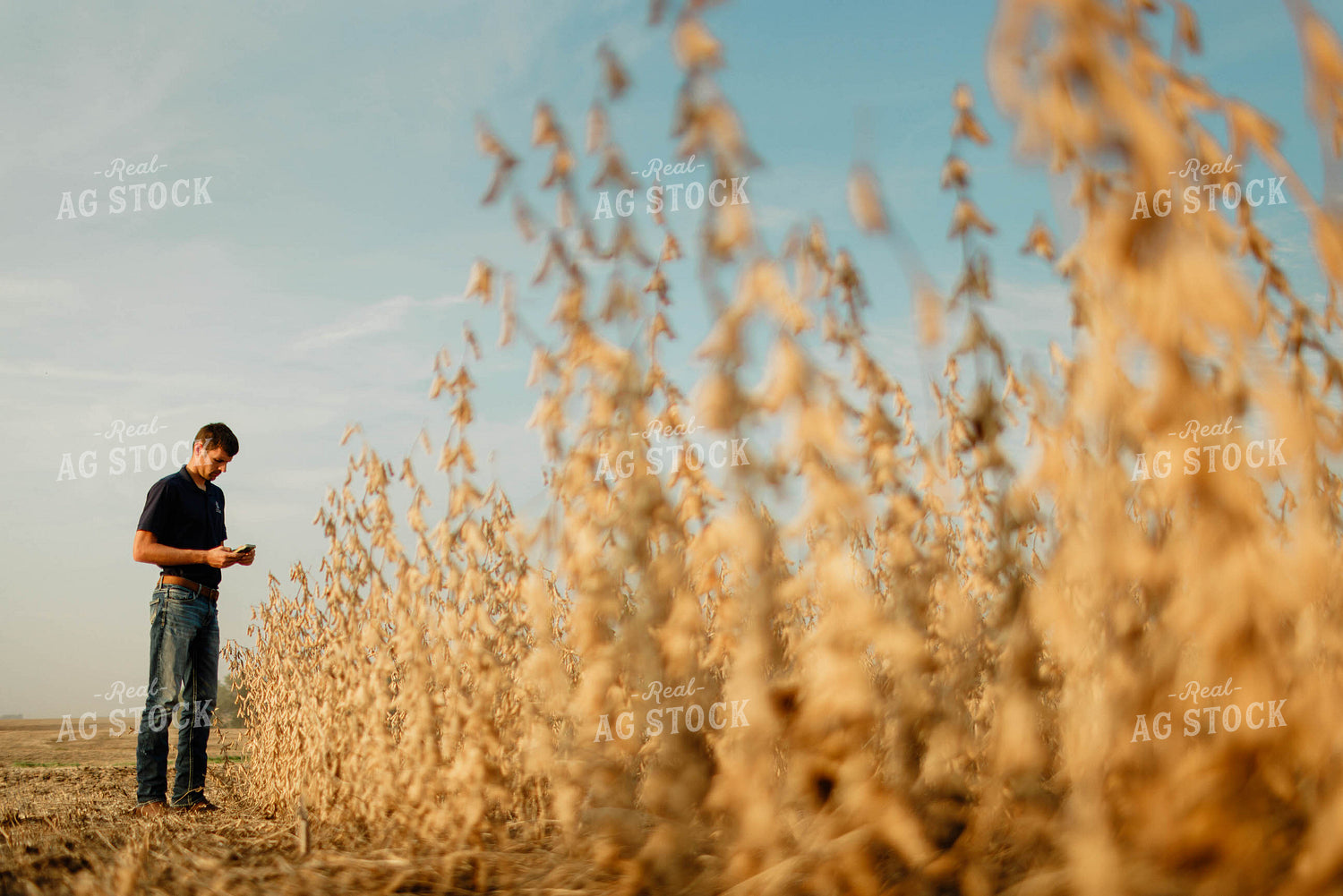 Farmer Using Phone in Soybean Field 8659