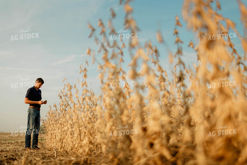 Farmer Using Phone in Soybean Field 8659