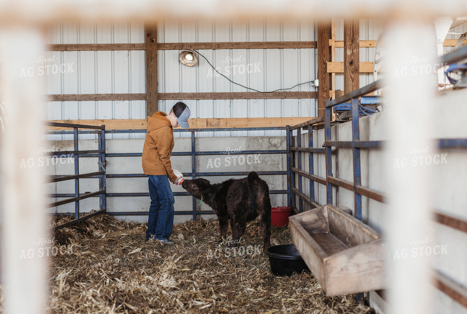Farm Kid Bottle Feeding Calf 174038