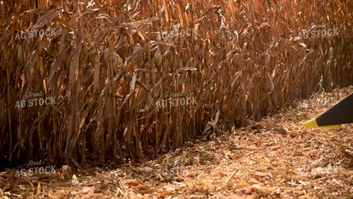 Combine Head Closeup in Corn Field