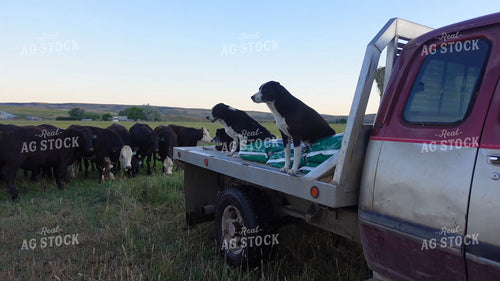 Ranch Dogs and Cattle in Pasture 65860
