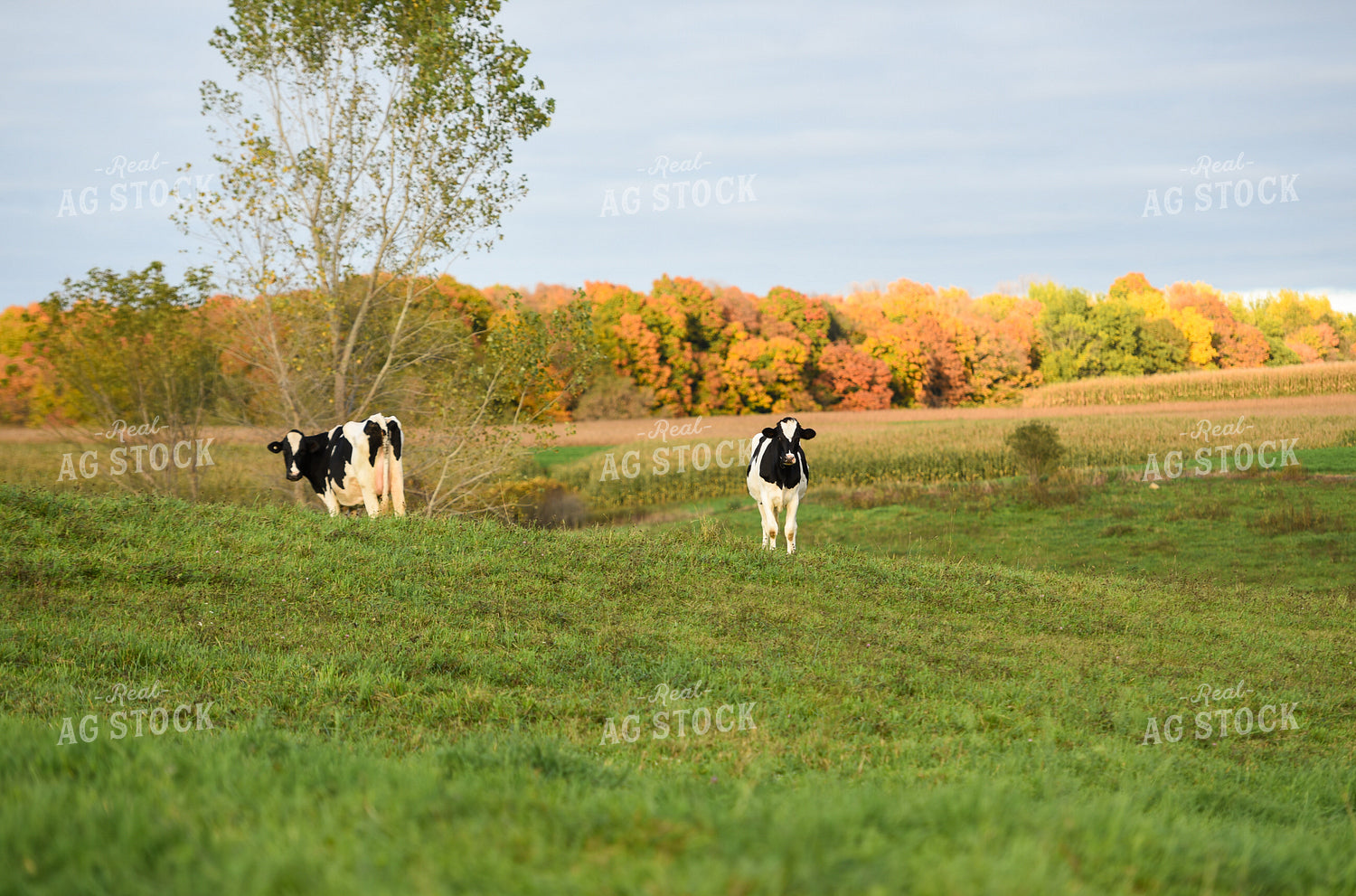 Holstein Cattle in Pasture 120003