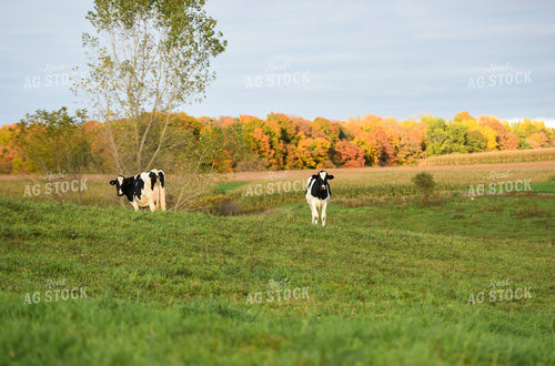 Holstein Cattle in Pasture 120003