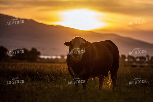 Hereford Bull in Pasture 81093