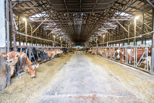 Cattle in Freestall Barn 270255