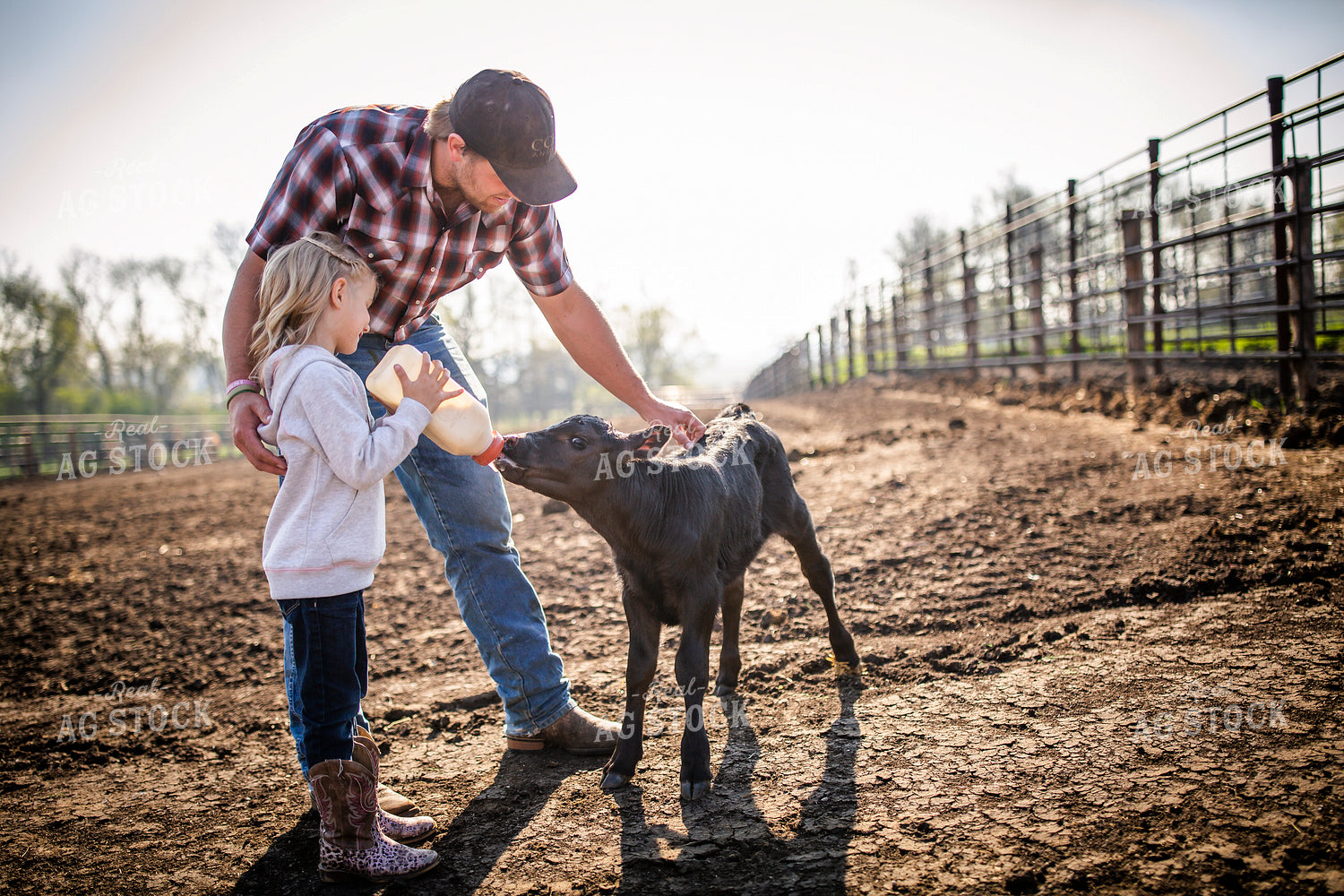 Rancher and Daughter Feeding Calf 285035