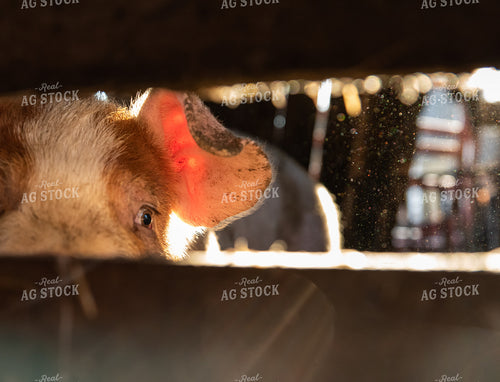 Pig in Pen 76060