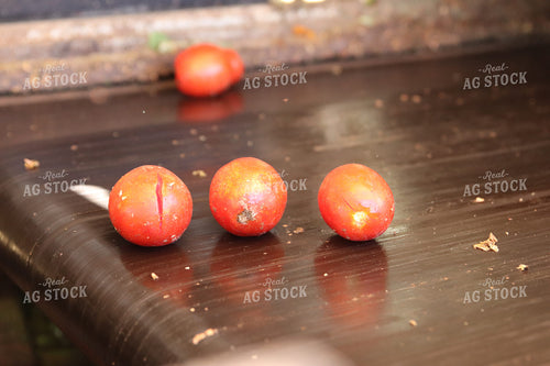 Harvesting Tomatoes 102151