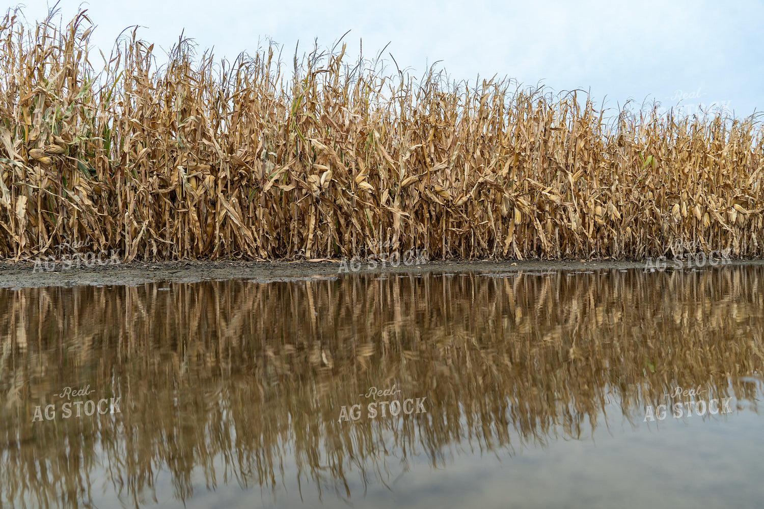 Corn Field 65832