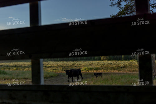 Cow Calf Pair 304098