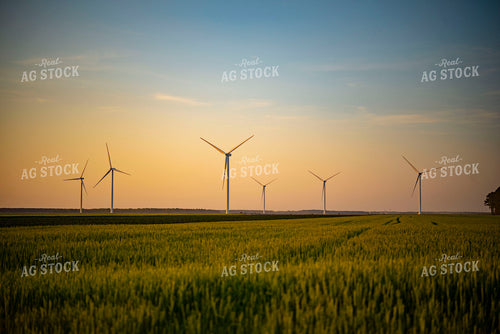 Wind Turbines at Sunset in Growing Wheat Field in Foreground 136023