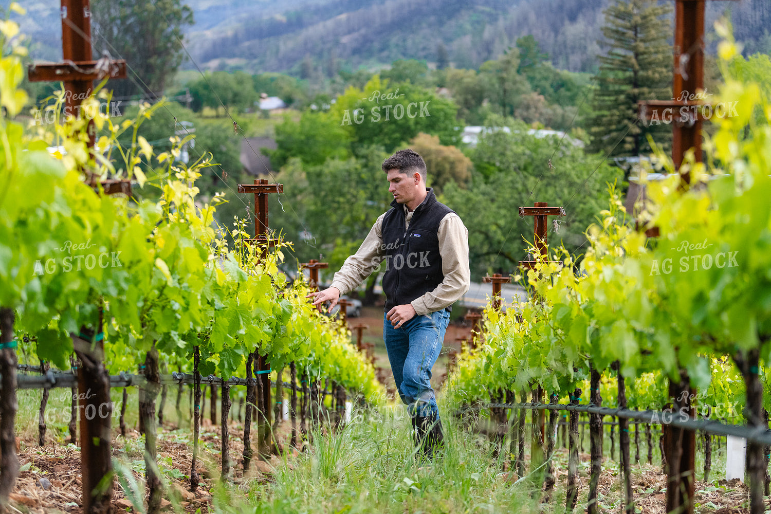 Farmer in Vineyard 107043