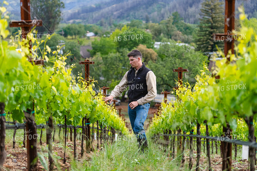 Farmer in Vineyard 107043