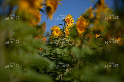 Sunflowers 2081