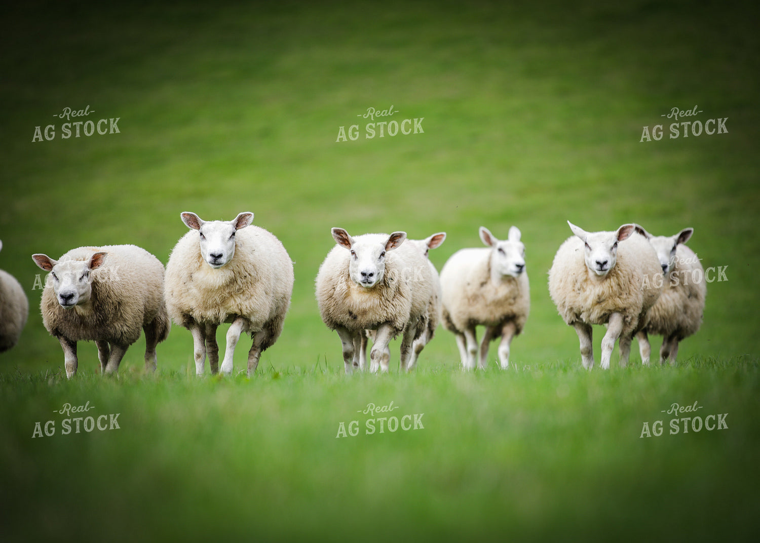 Sheep in Pasture 121002