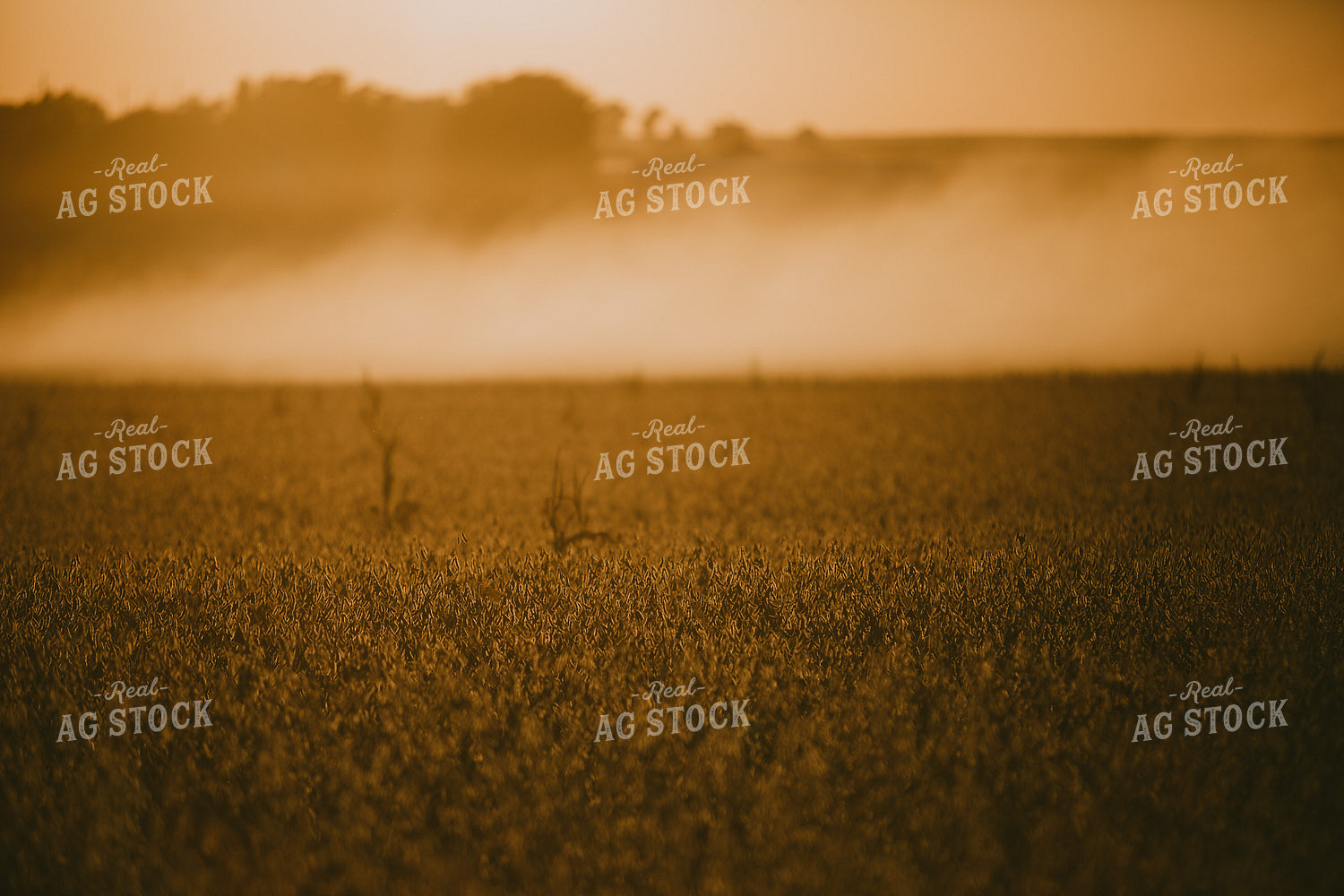 Dusty Soybean Field at Sunset 4749