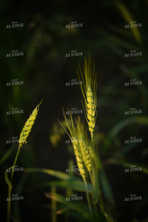 Wheat 191102