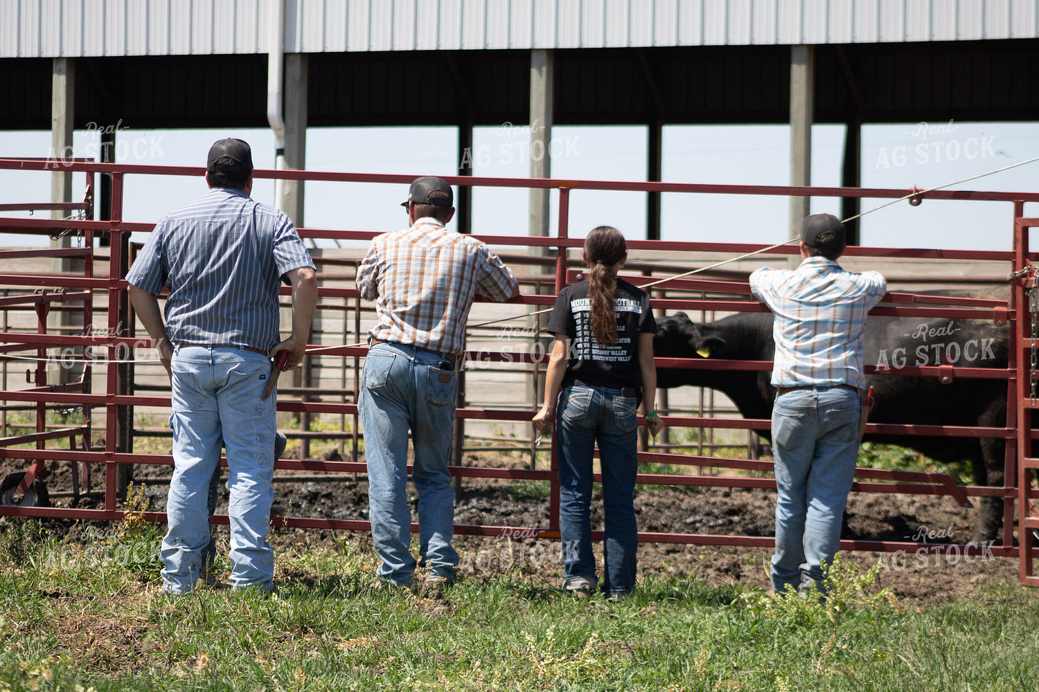 Cattle Producers and Farm Kids Working Cattle 214285