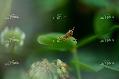 Grasshopper on Clover Leaf 136062