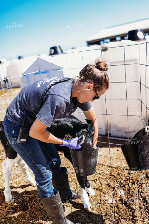 Farmer Working with Holstein Calf 152092